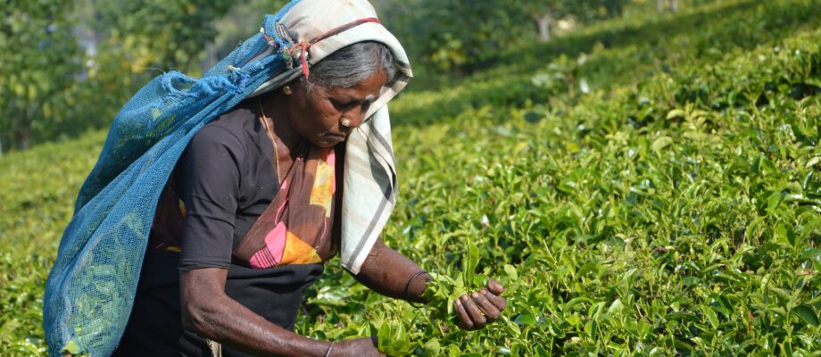 Indian Female Labour Force Participation: Tatvita-Analysts